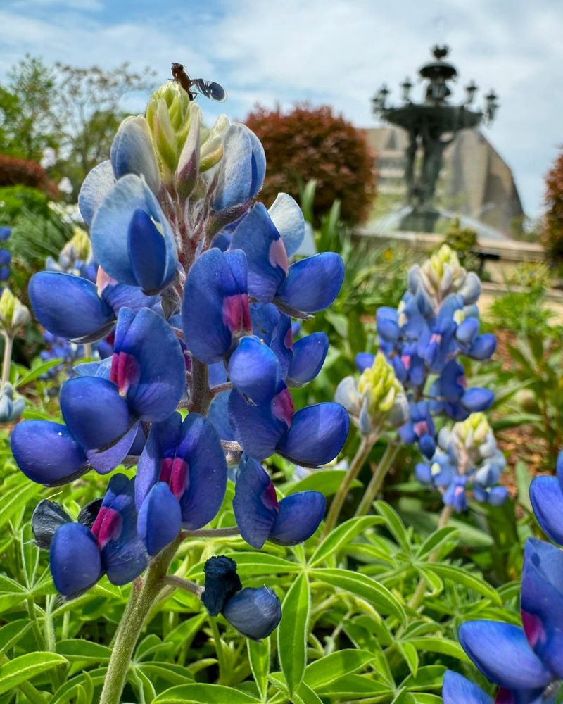 Texas Bluebonnet