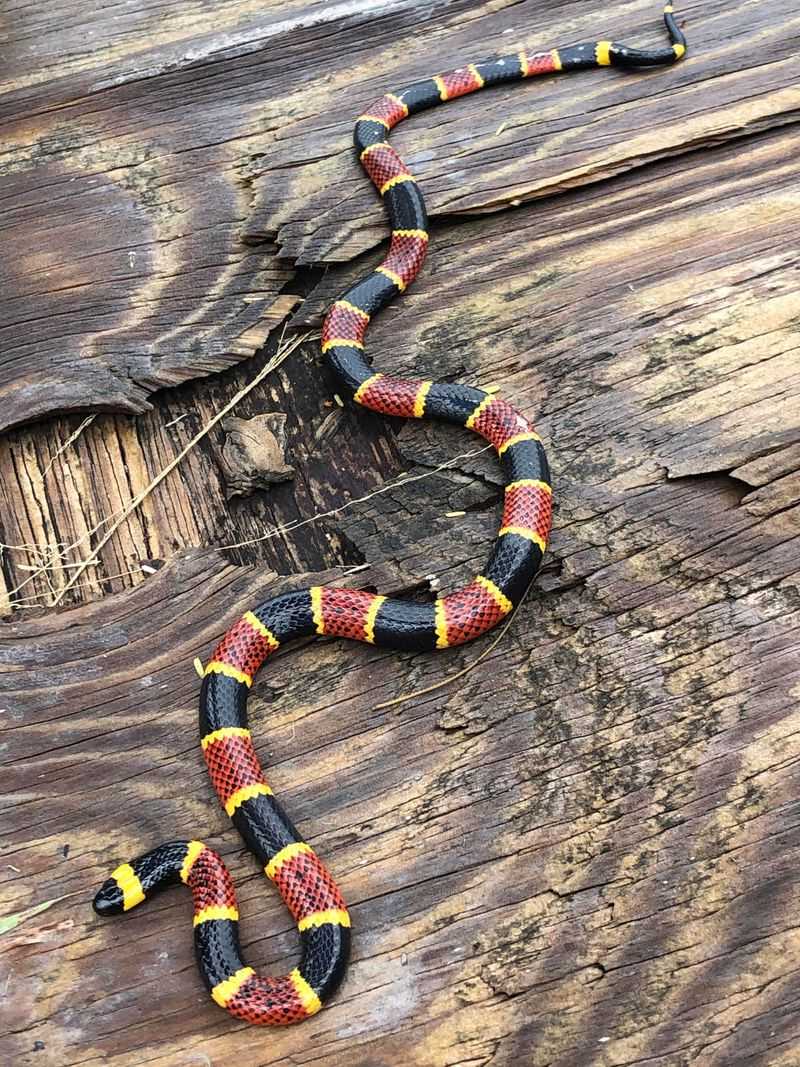 Texas Coral Snake