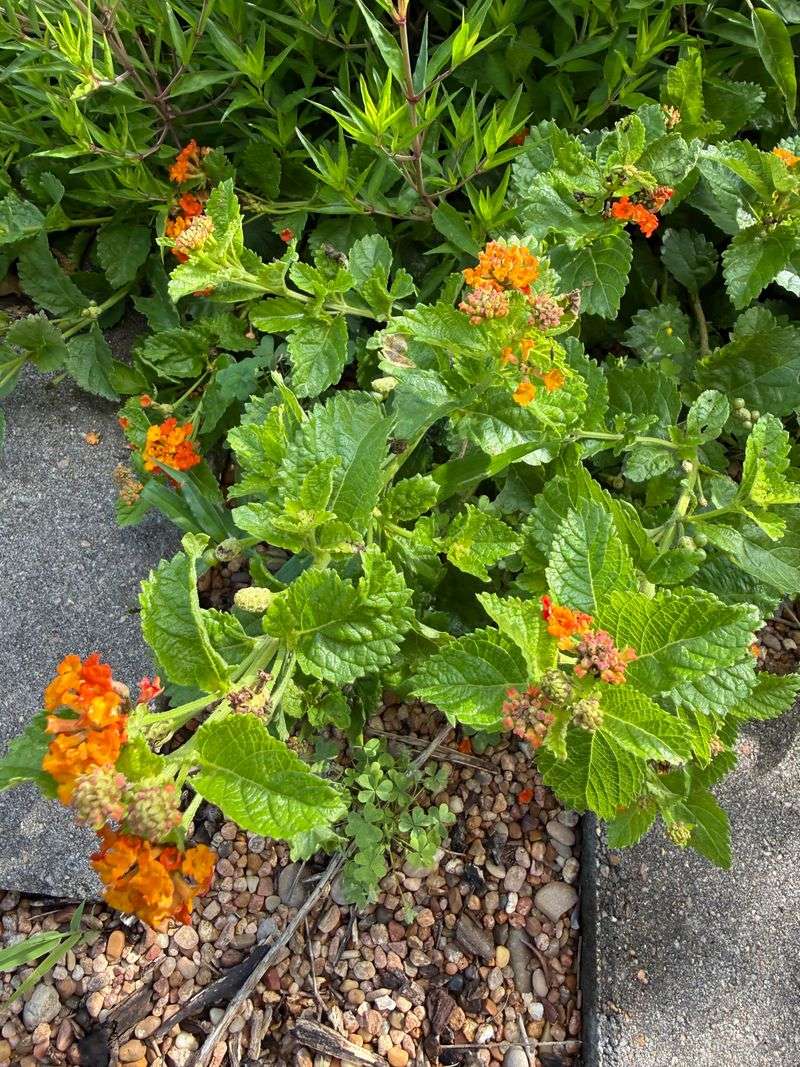 Texas Lantana Gets Caught Off Guard