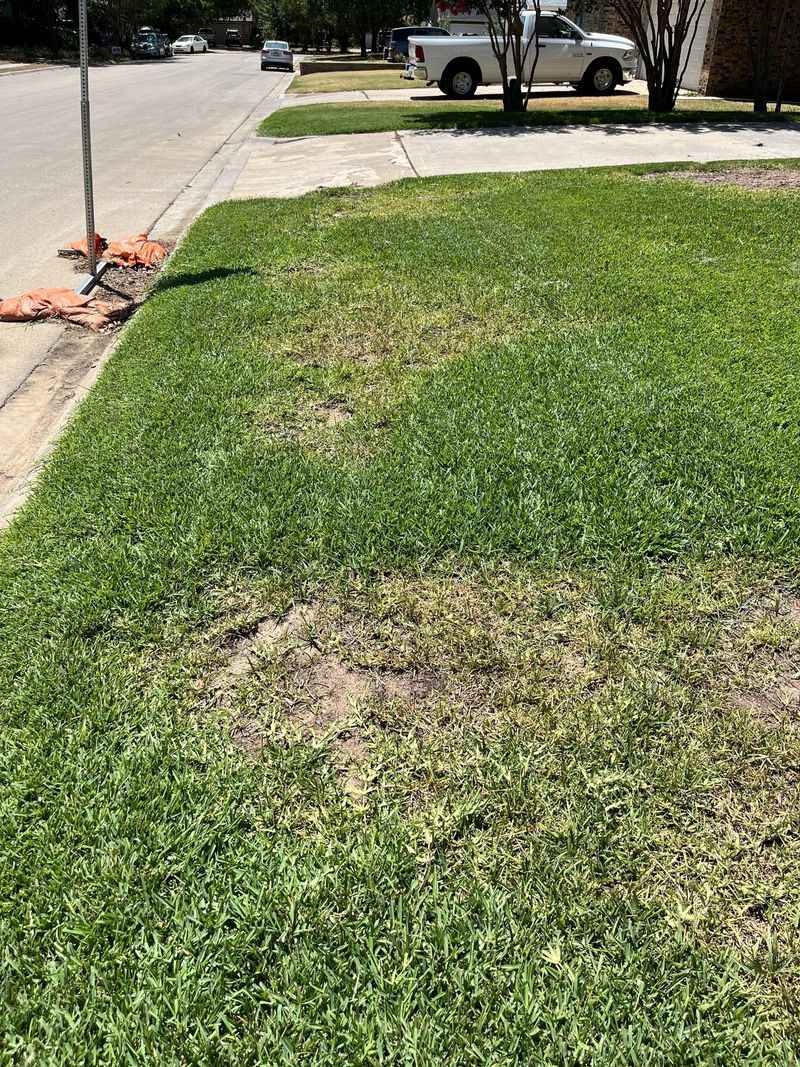 Texas Lawns Of St. Augustine Grass Feel The Strain