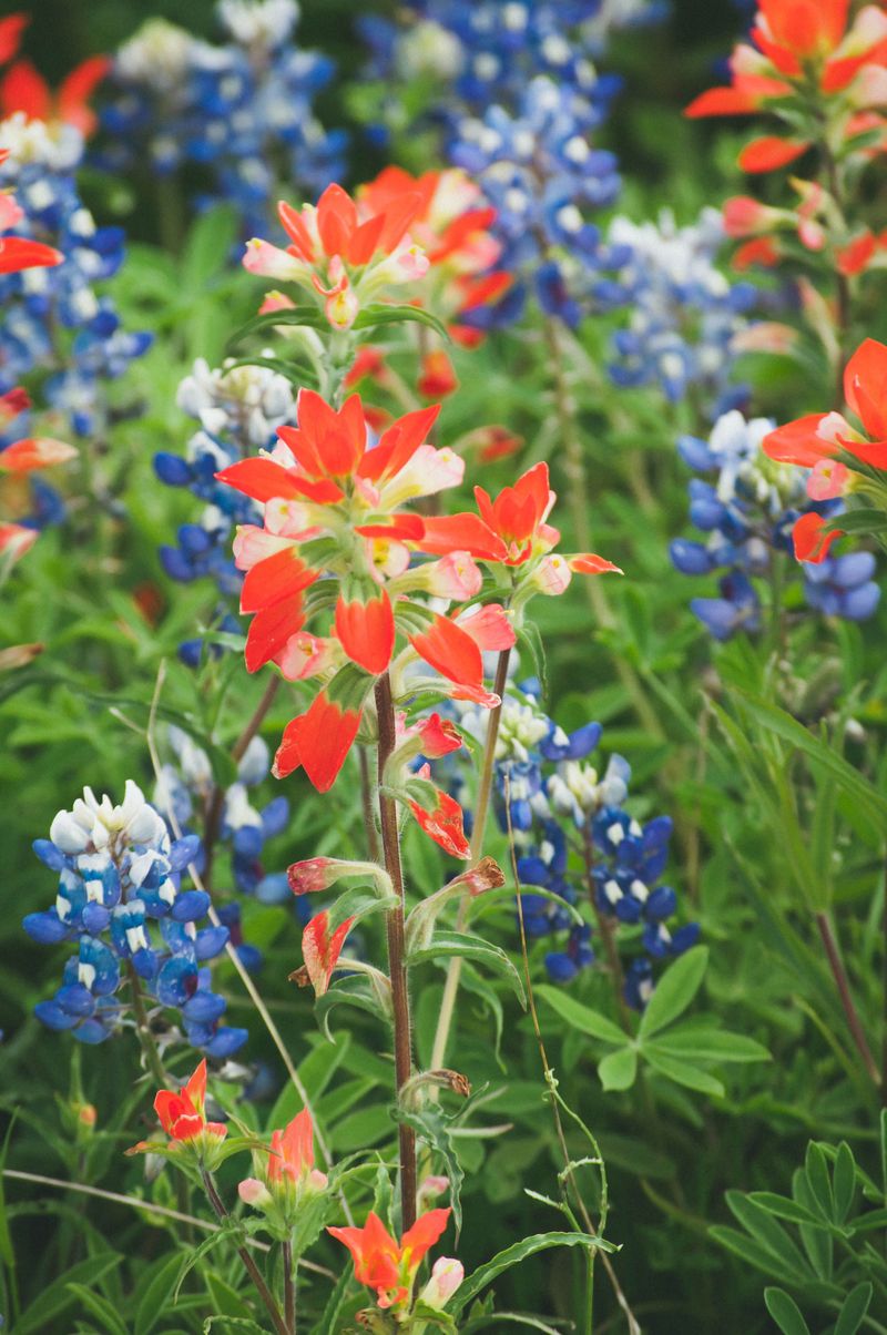 Texas Paintbrush For Fiery Red Tips