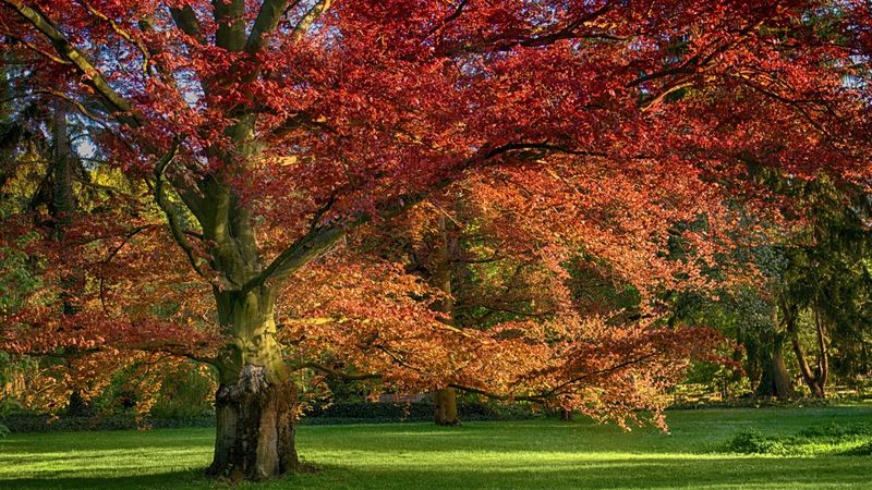 Texas Red Oak Texas Red Oak