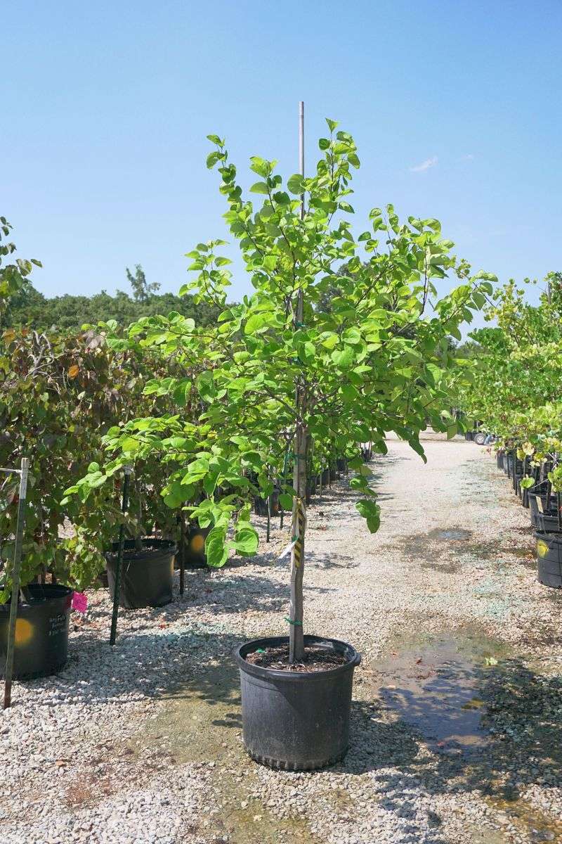 Texas Redbud