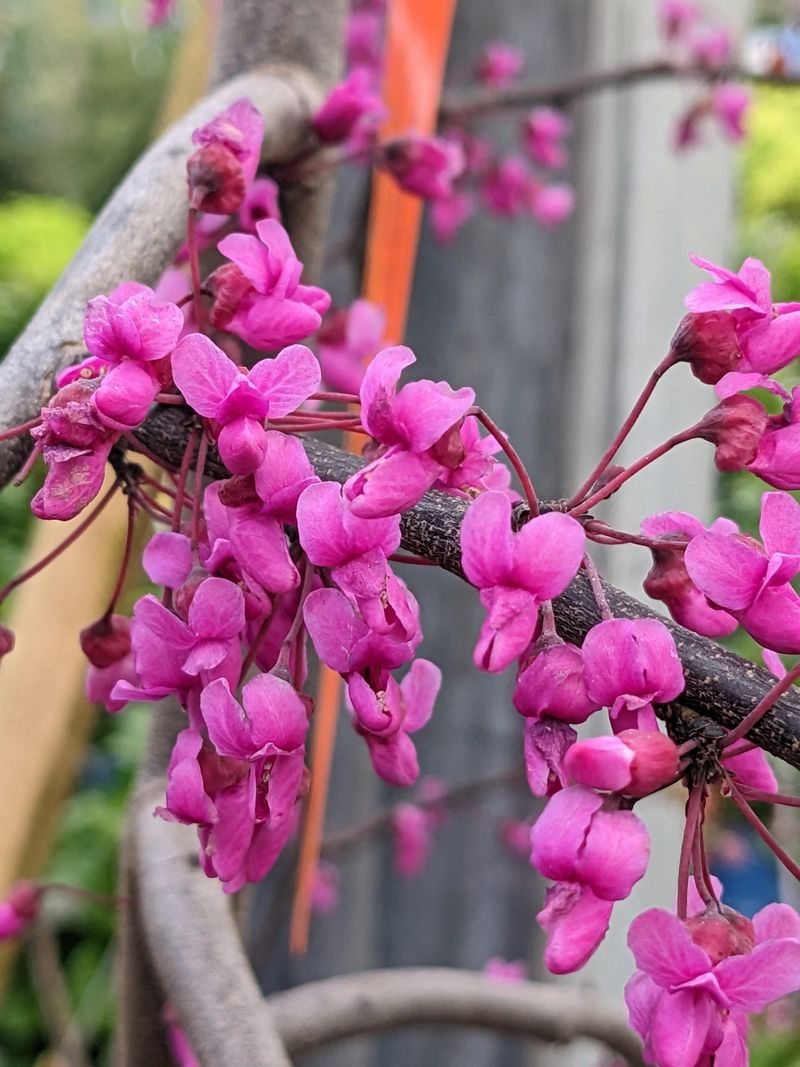 Texas Redbud