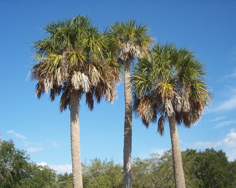 Texas Sabal Palm Texas Sabal Palm