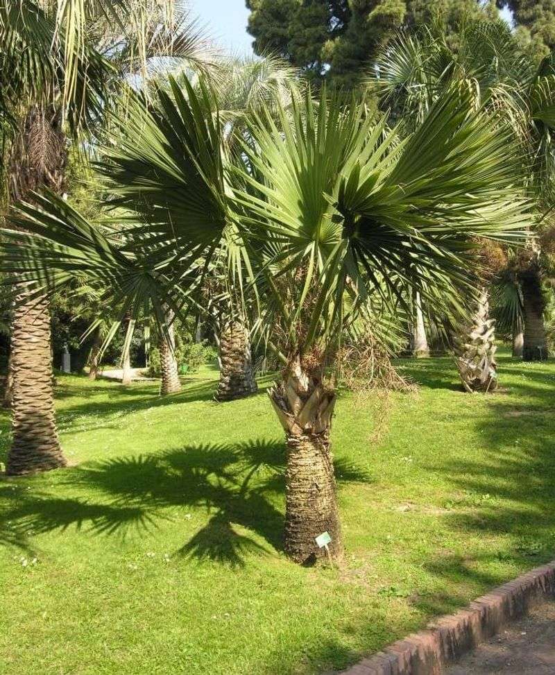 Texas Sabal Palm