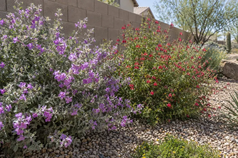 Texas Sage