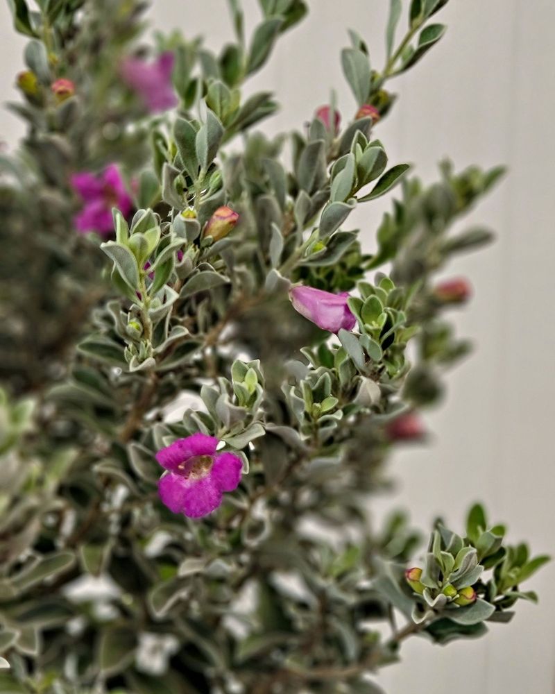 Texas Sage Brings Silver Leaves And Purple Surprises