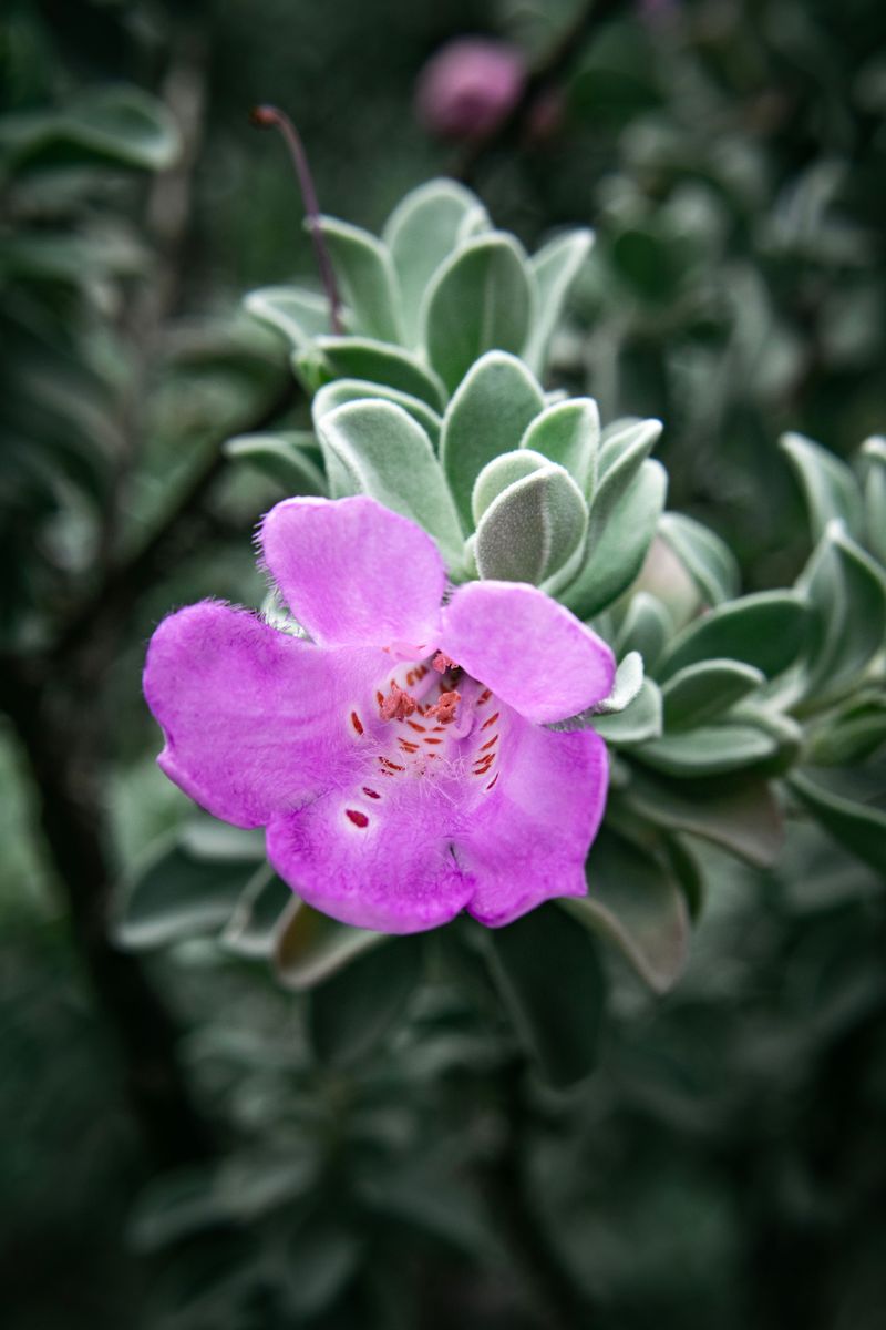 Texas Sage Brings Silver Leaves And Surprise Blooms Texas Sage Brings Silver Leaves And Surprise Blooms