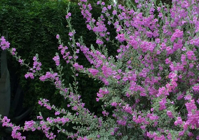 Texas Sage, The Weather-Watching Shrub Texas Sage, The Weather-Watching Shrub