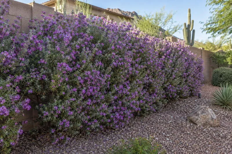 Texas Sage