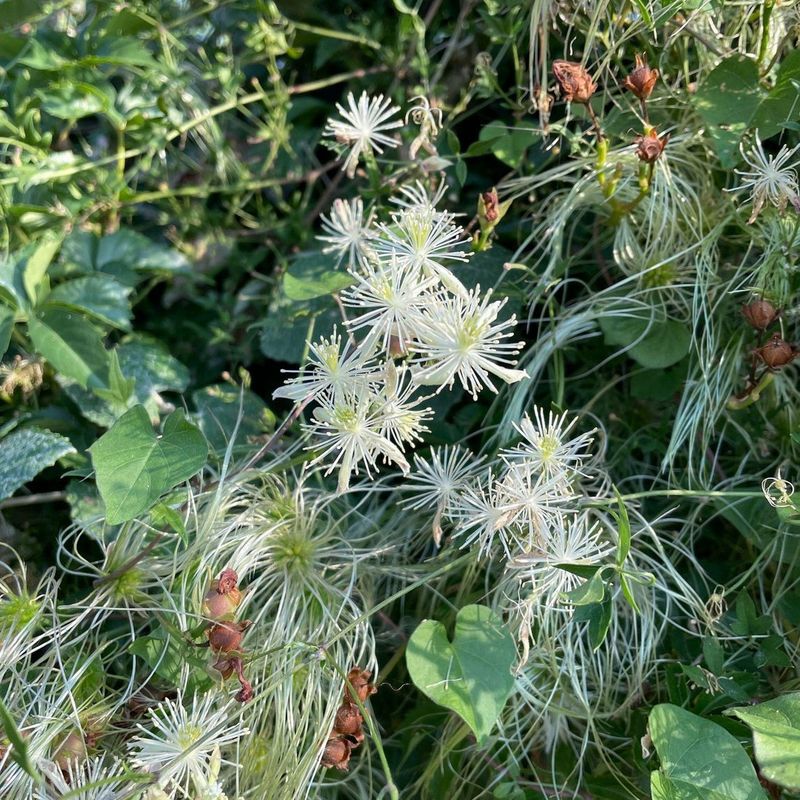 Texas Virgin's Bower (Clematis drummondii) Texas Virgin's Bower (Clematis drummondii)