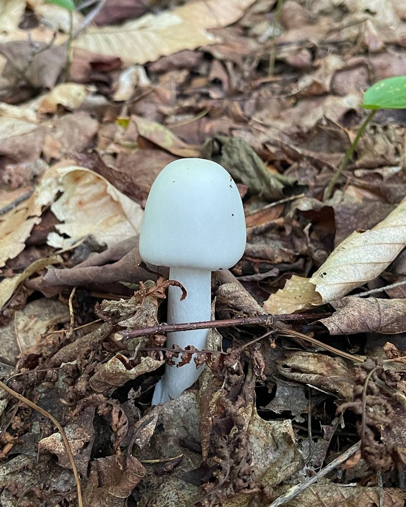 Texas's Most Dangerous Mushroom