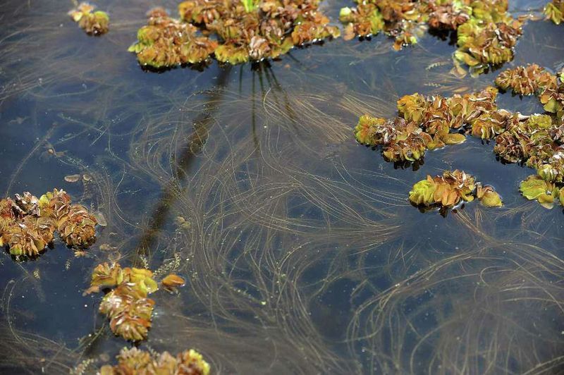 Texas's Most Notorious Floating Invader