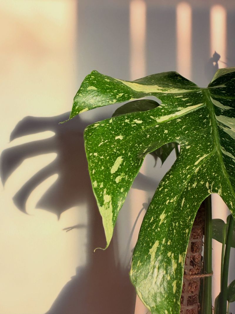 Thai Constellation Monstera Under Starry Skies