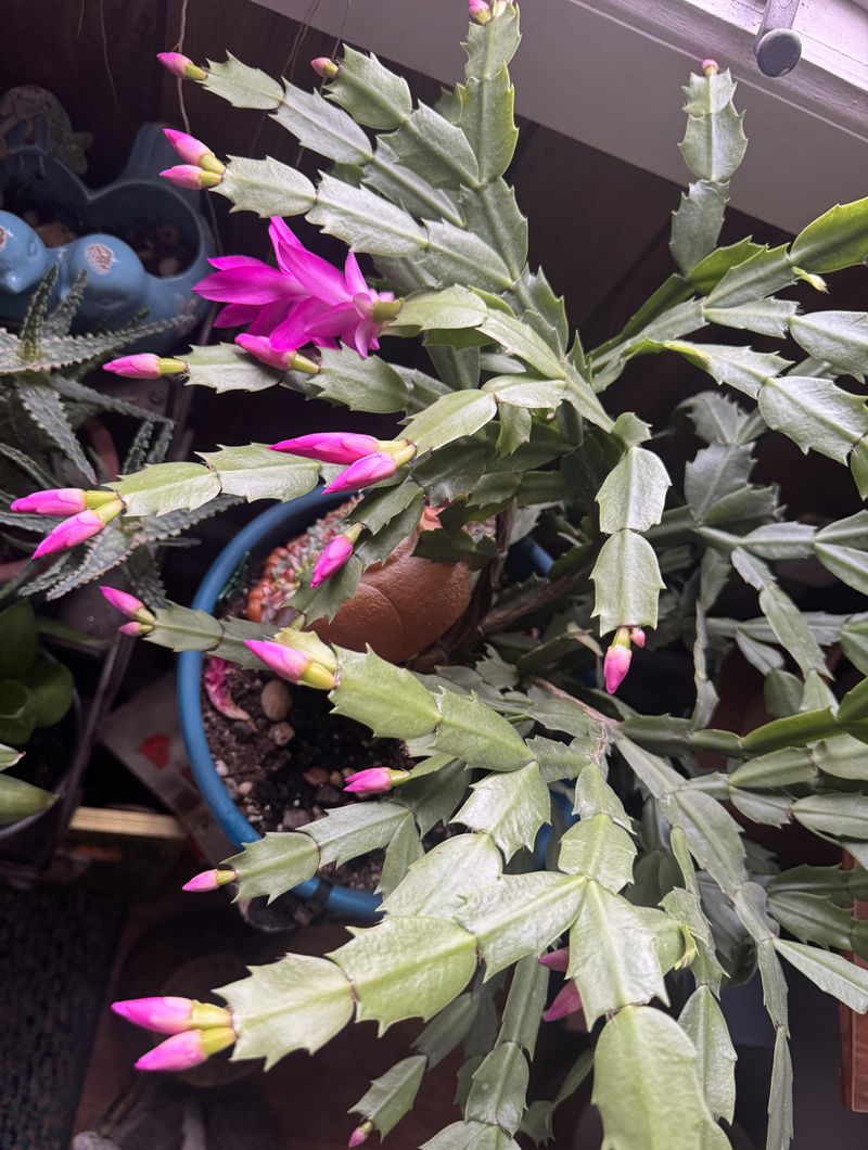 Thanksgiving Cacti Bloom Earlier Than Christmas Cacti
