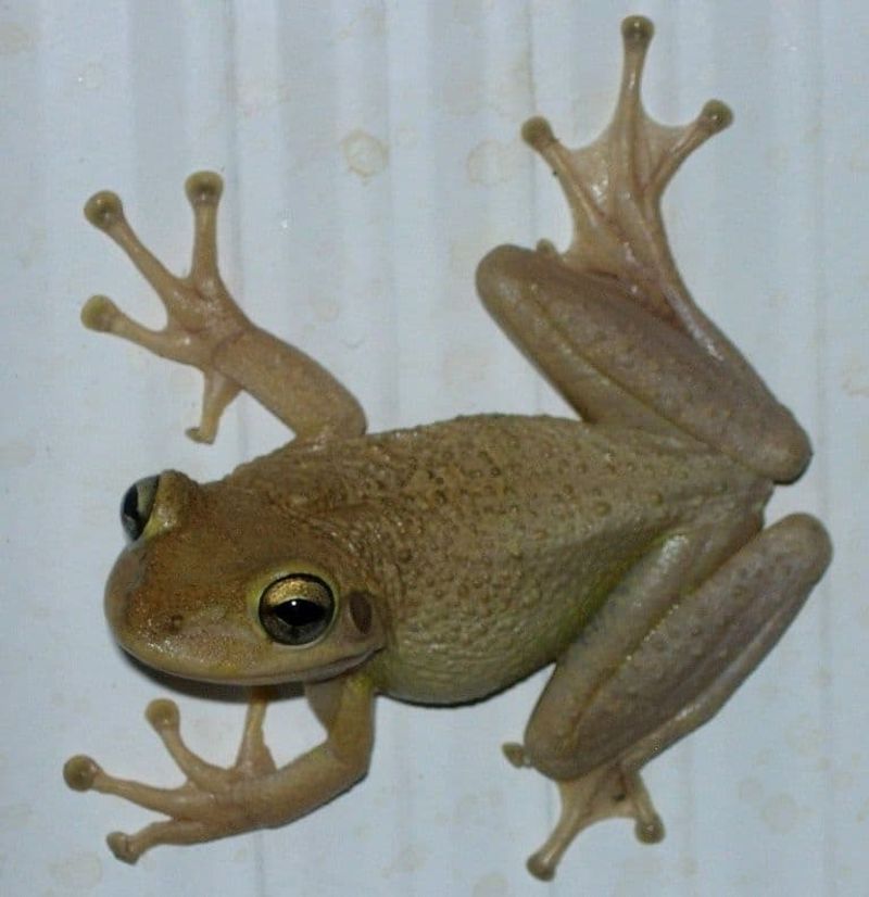That Big Frog On Your Window Is Likely A Cuban Treefrog