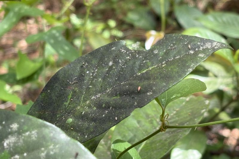 That Black Coating Is A Clue, Not The Root Cause