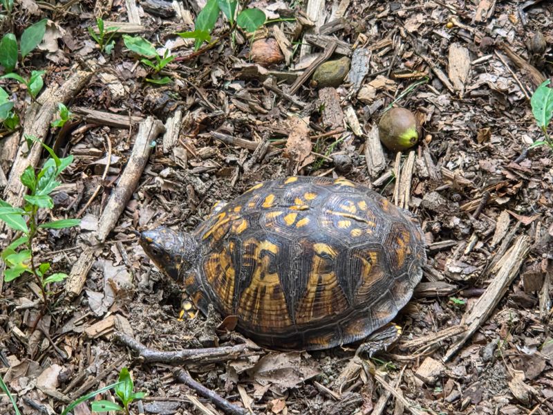 That Box Turtle In Your Yard Can’t Become A Family Pet