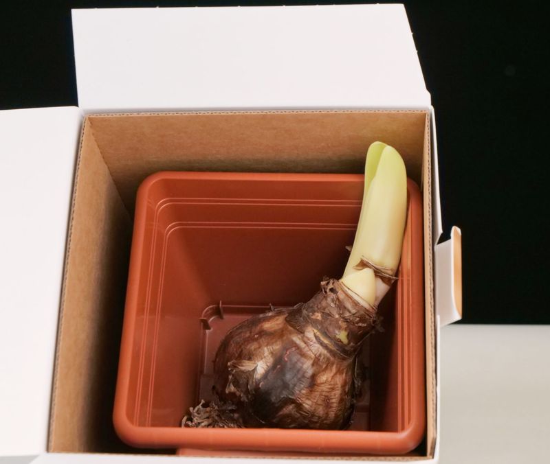 That Boxed Amaryllis Bulb Is Running On A Clock