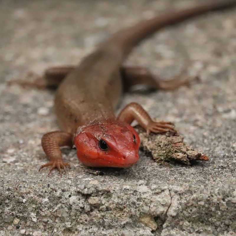 That Bright Red Head Belongs To A Broad-Headed Skink