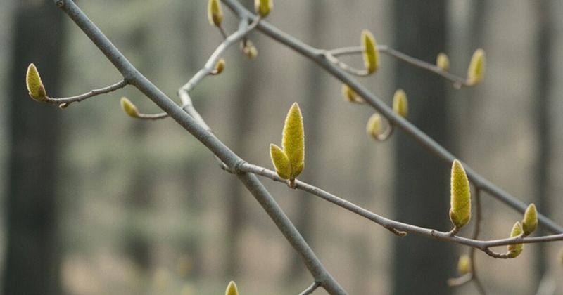 That Bright Yellow Blob Under Your Pecan Has a Surprising Identity