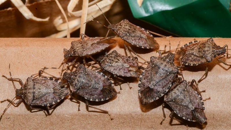 That Brown Shield-Shaped Bug May Be Looking For Winter Shelter That Brown Shield-Shaped Bug May Be Looking For Winter Shelter