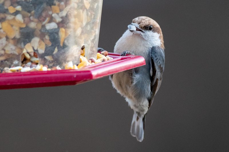 That Cheerful Bird Feeder Is Feeding More Than Songbirds