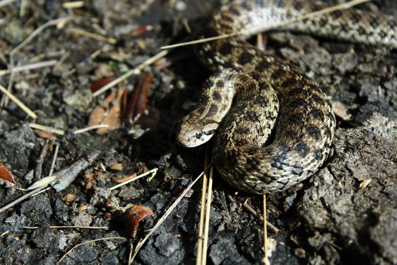 That Coppery Snake Pattern In The Fallen Leaves Deserves A Second Look
