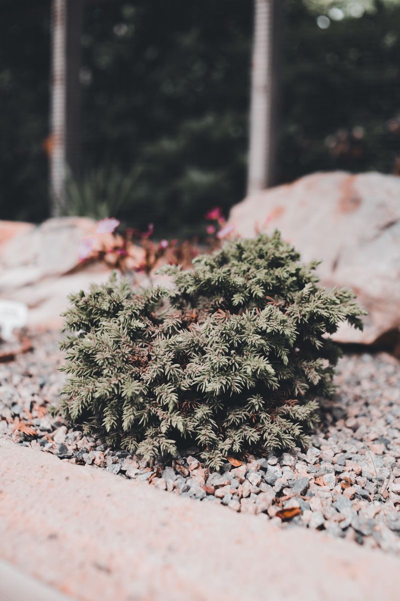 That Crunchy Stone Mulch Is Doing More Work Than You Realize That Crunchy Stone Mulch Is Doing More Work Than You Realize