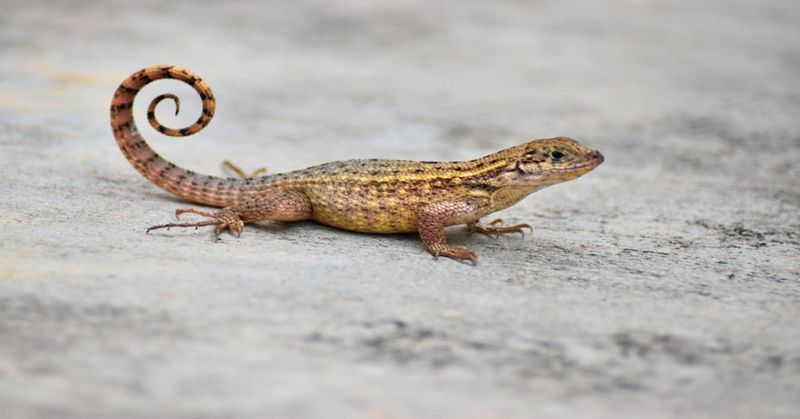 That Curled Tail Sends A Signal That Curled Tail Sends A Signal