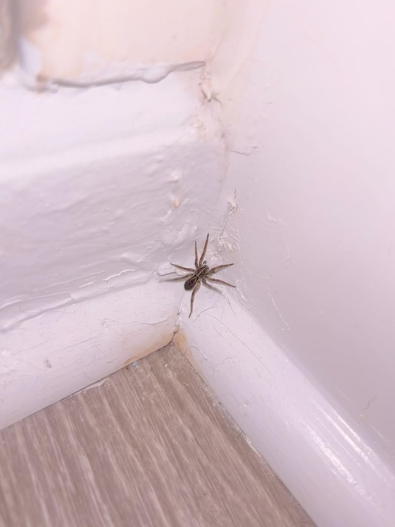 That Fast, Hairy Spider Racing Across The Floor Isn't Building Webs That Fast, Hairy Spider Racing Across The Floor Isn't Building Webs