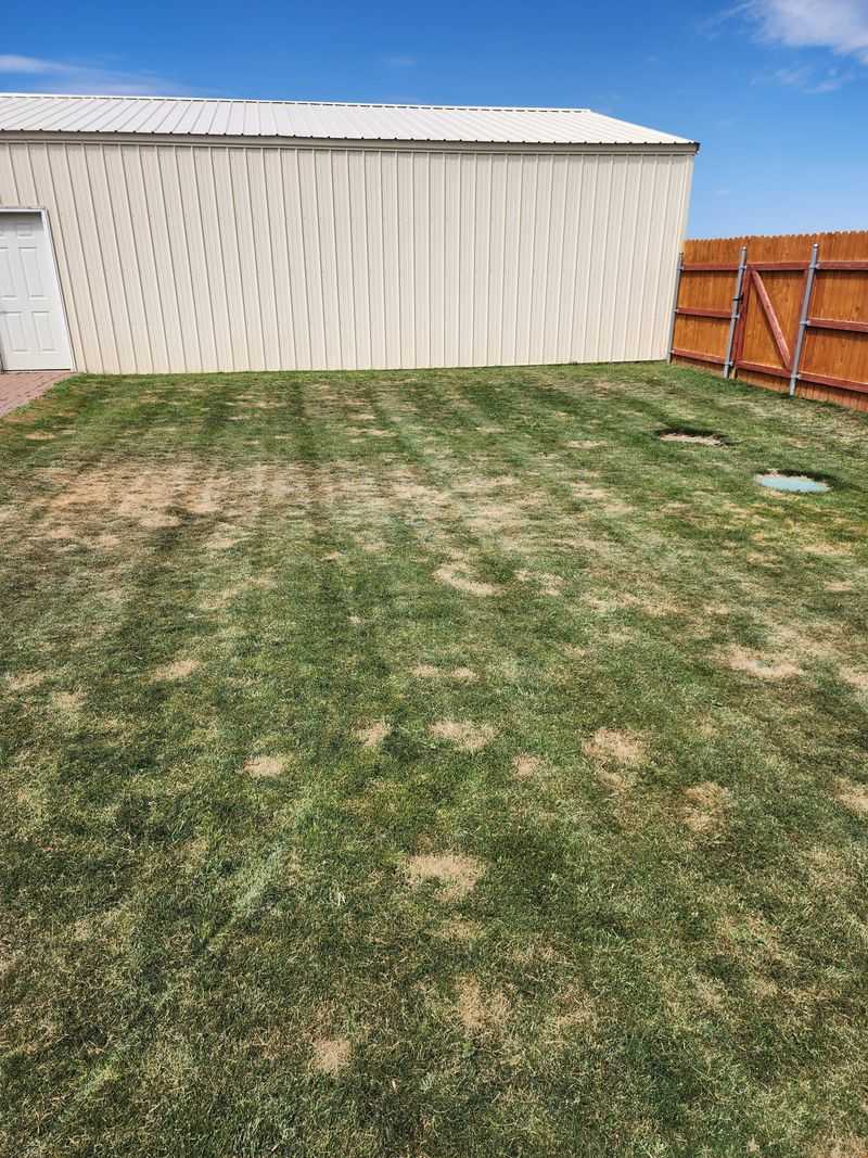 That Fast-Spreading Brown Patch Might Be Something Eating The Grass