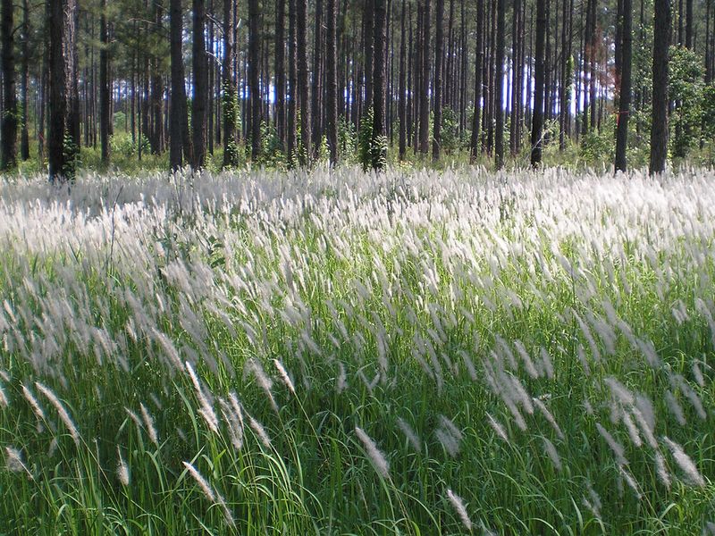 That Fluffy White Grass Plume Along The Roadside Is A Warning Sign