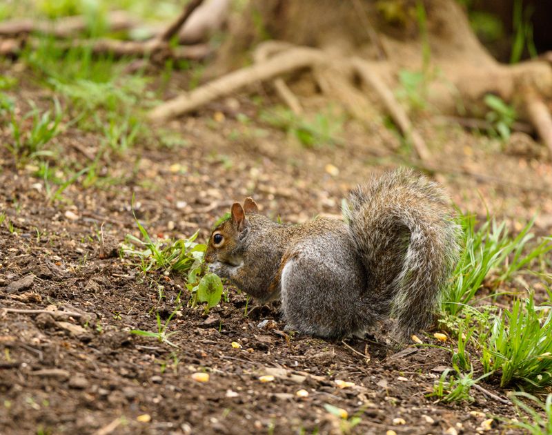 That Fresh Patch Of Bulb Soil Looks Like A Squirrel Snack Bar