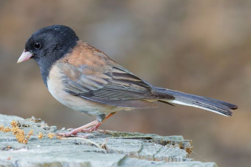 That Funny Junco Hop and Scratch Has a Purpose That Funny Junco Hop and Scratch Has a Purpose
