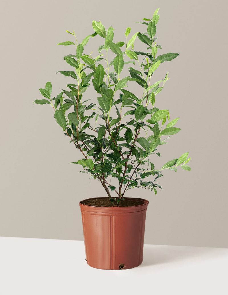 That Glossy Evergreen Shrub Behind Your Morning Cup That Glossy Evergreen Shrub Behind Your Morning Cup