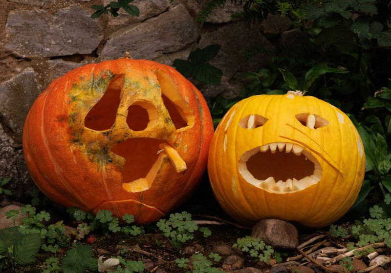 That Gnawed Jack-O'-Lantern Grin Was No Accident That Gnawed Jack-O'-Lantern Grin Was No Accident
