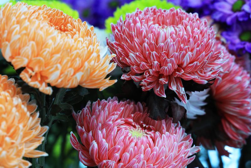 That Grocery Store Chrysanthemum Might Not Be The Kind That Returns