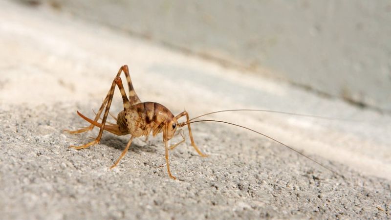 That Humpbacked Jumper In The Garage Isn't A Spider At All That Humpbacked Jumper In The Garage Isn't A Spider At All