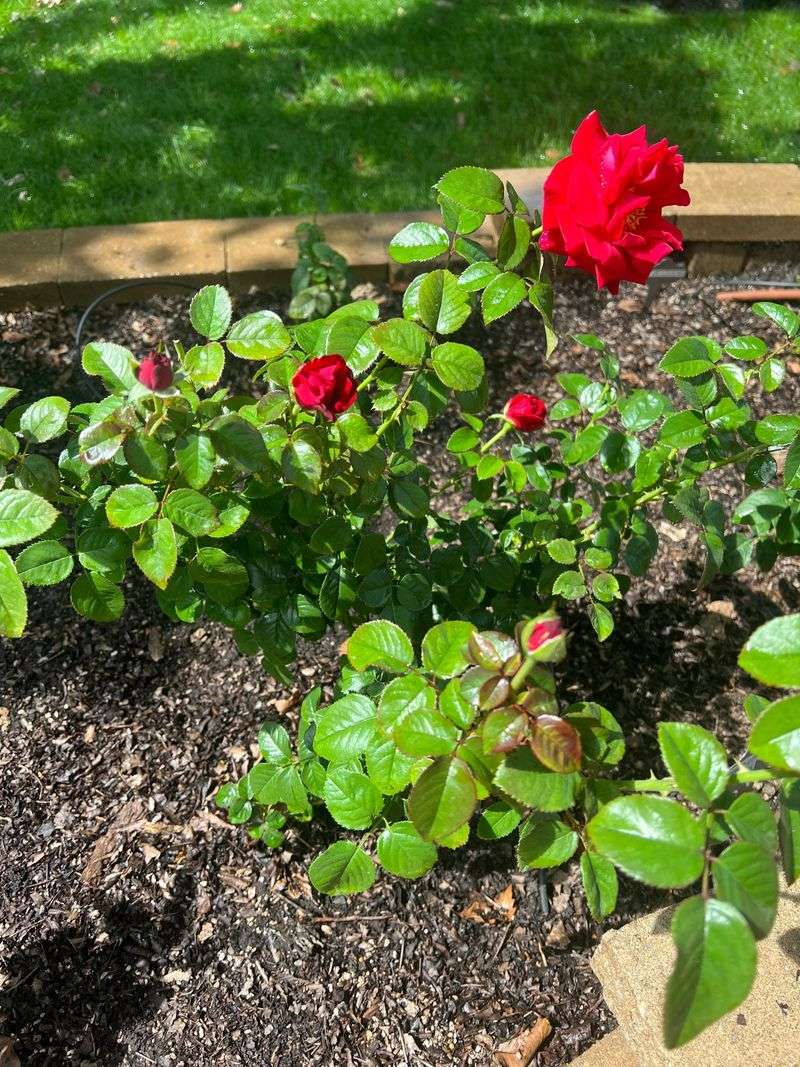 That Knobby Bump at the Base of Your Rose Bush Holds the Secret That Knobby Bump at the Base of Your Rose Bush Holds the Secret