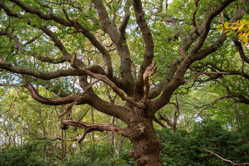 That Leafy Ball In The Oak Is Somebody's Bedroom That Leafy Ball In The Oak Is Somebody's Bedroom