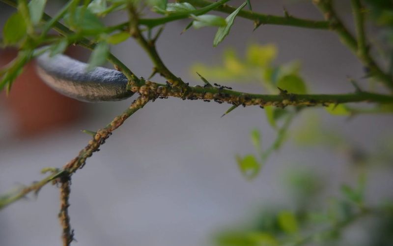 That Little Brown Bump On Your Citrus Twig Might Be Breathing