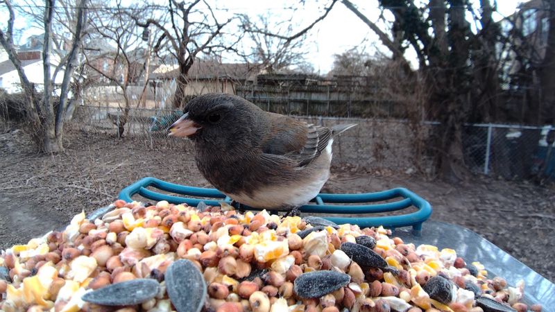 That Little Gray Bird Hopping Under Your Feeder Has Excellent Timing