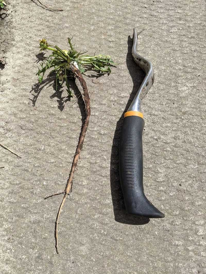 That Long Taproot Is Tougher Than You Think That Long Taproot Is Tougher Than You Think