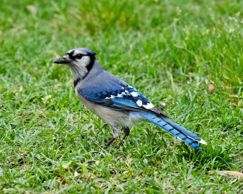 That Loud Blue Bird Is Almost Always A Blue Jay That Loud Blue Bird Is Almost Always A Blue Jay