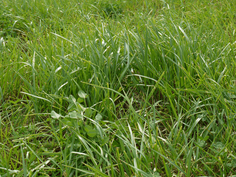 That Natural Item Is Your Own Grass Clippings