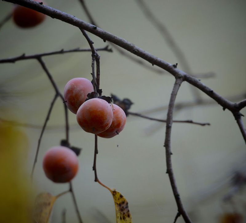 That Orange Fruit On The Trail Has A Puckery Secret