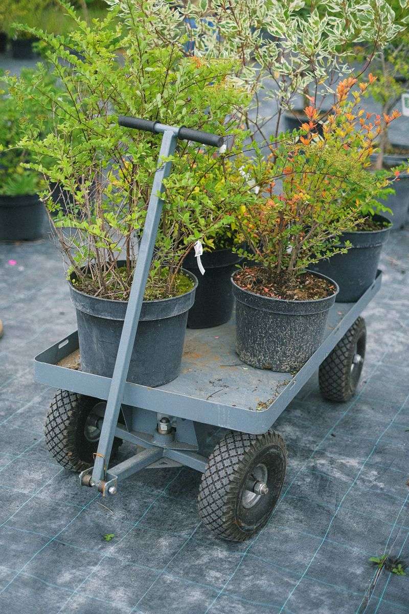 That Pretty Shrub On The Garden Center Shelf Might Be On A State List