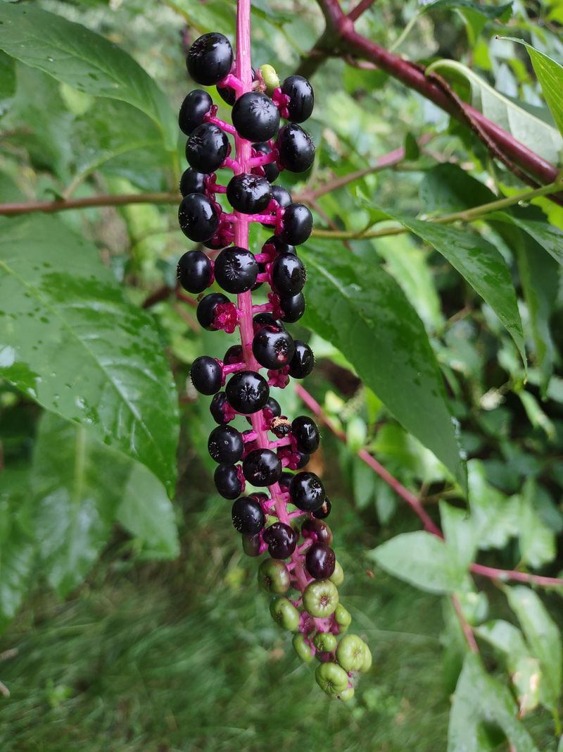 That Purple Berry Is Common Pokeweed